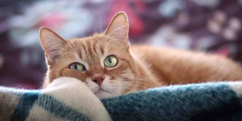 Kedinizin Nefret Ettiği 3 Şey Nedir? 
