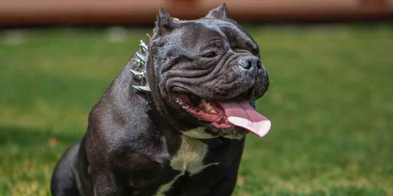 Amerika'nın Ünlü Köpek Cinsi 'Bully XL' İngiltere'de Yasaklandı! 