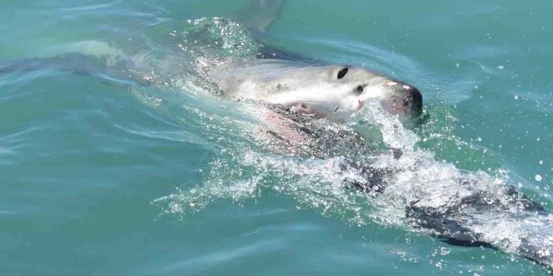 Yeni Zelanda'da Dehşet! Büyük Beyaz Köpek Balığı Karaya Vurmuş Balinayı Öldürdü! 