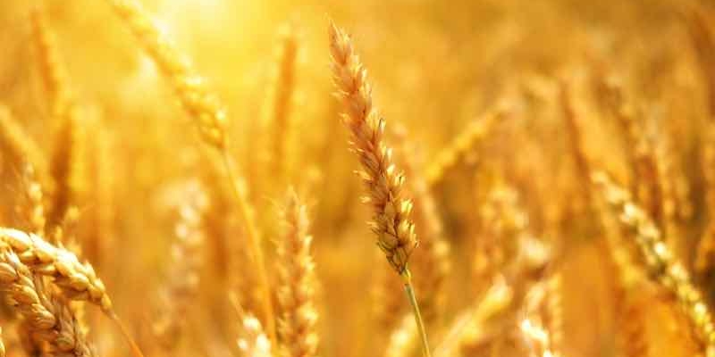 Buğday Ve Arpa Alım Fiyatları Yerinde Durmuyor! TOBB Güncel Listeyi Yayınladı! İşte Detaylar! 