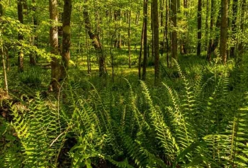 Küresel Isınma Nedeniyle Avrupa'da Ormanların 3'te 1'i Yok Olma Tehlikesi Altında!