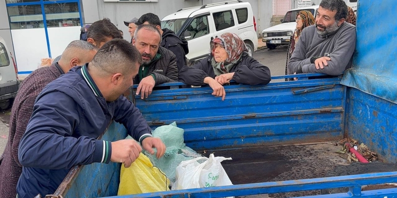 Alaplı’da kuraklık ve gal arısı istilası ünlü kuzu kestanesini de vurdu