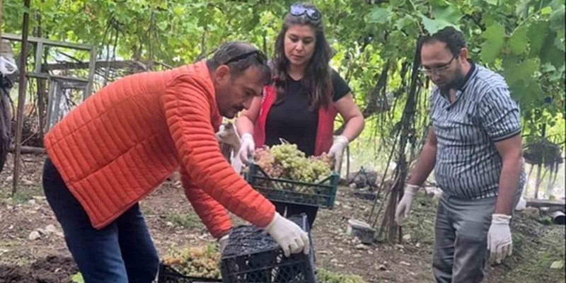 Seydikemer’de bazı üzümlerde yasaklı aktif madde tespit edildi