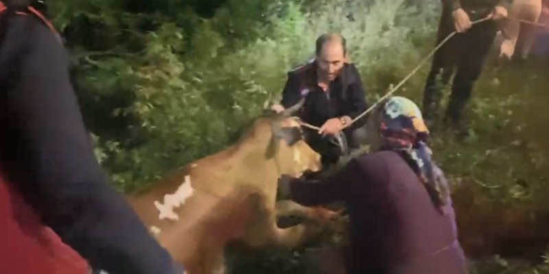 Artvin’de uçuruma düşen inek itfaiye ekiplerinin zorlu operasyonuyla kurtarıldı