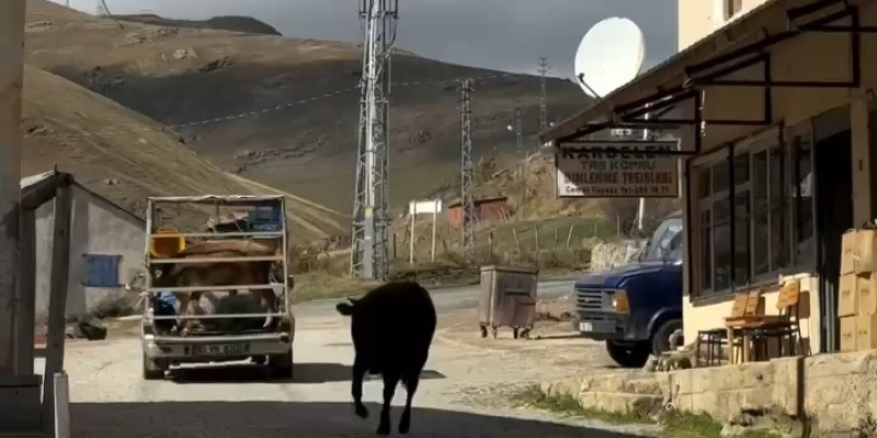 İneklerin yayladan hüzünlü ayrılığı sosyal medyada viral oldu