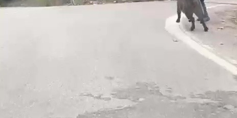 Yaşlı adam, üzerine koşan domuzdan son anda kurtuldu