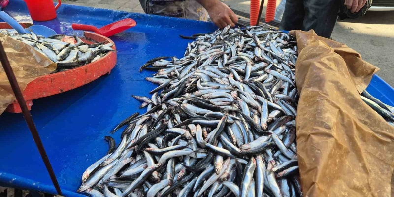 Tekirdağ’da hamsi ve sardalya 150 liradan alıcı buluyor