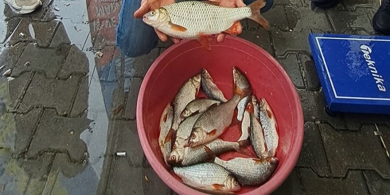 Sapanca Gölü’nde kızılkanat heyecanı: Amatör balıkçılar kıyasıya yarıştı