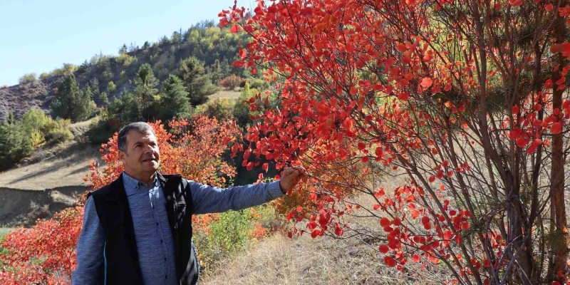 Kaplaç Ağaçları doğayı kırmızıya boyadı