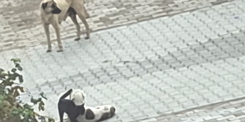 Kedi-köpek dostluğu kameralara yansıdı