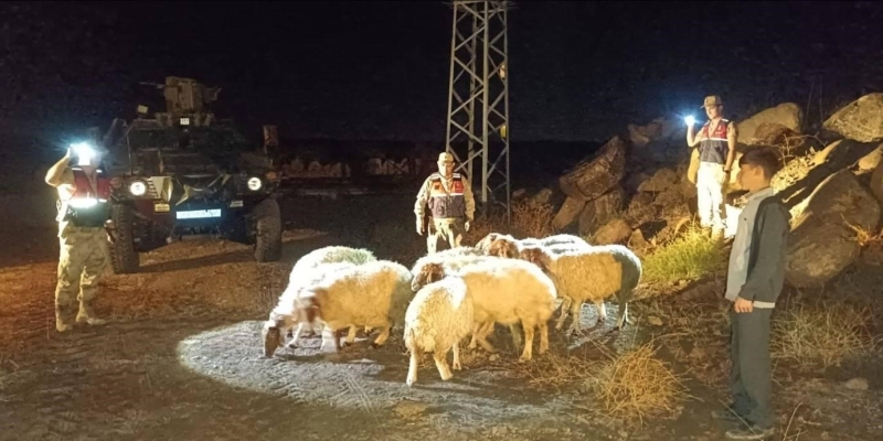 Kilis’te kaybolan 11 koyun jandarma ekiplerince bulundu