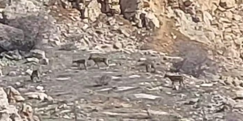 Malatya’da onlarca yaban keçisi sürü halinde görüntülendi