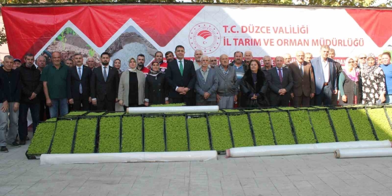 Düzce’de yüzde 75 destekli 232 bin 500 adet marul fidesi dağıtıldı