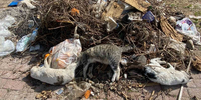 Serik’te çok sayıda ölü kedi bulundu