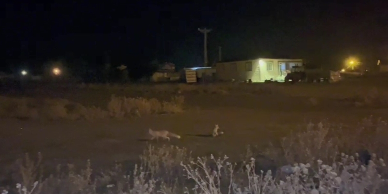 Kars’ta havalar soğudu tilkiler köye indi