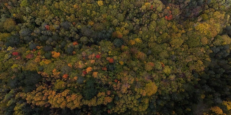 Bolu geçişinde ağaçlar sarı, turuncu ve kızıl tonlara büründü