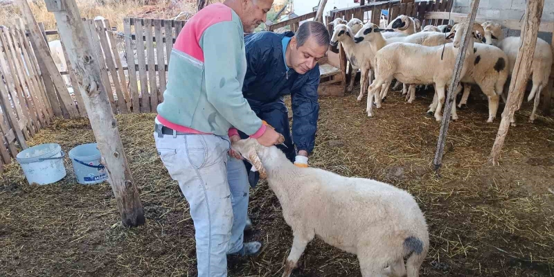 Menteşe’de şap aşısı kampanyası hız kesmiyor