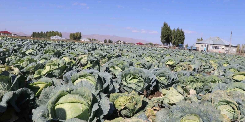 Patnos’ta Lahana hasadı başladı
