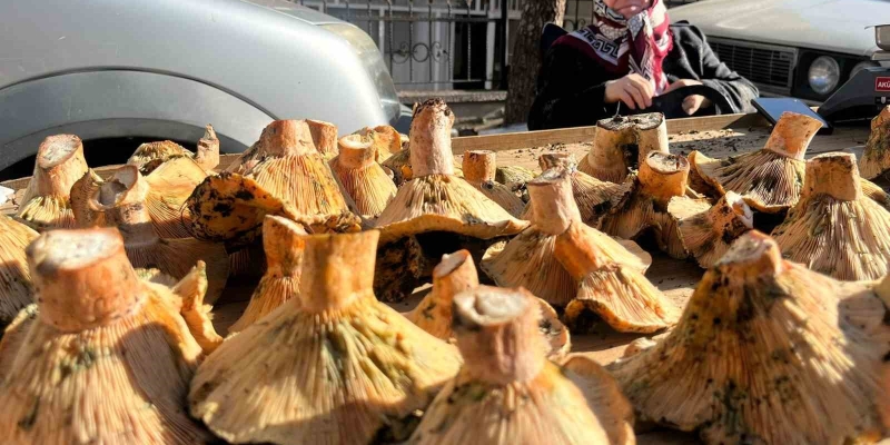 Tavşanlı pazarında mantar mesaisi