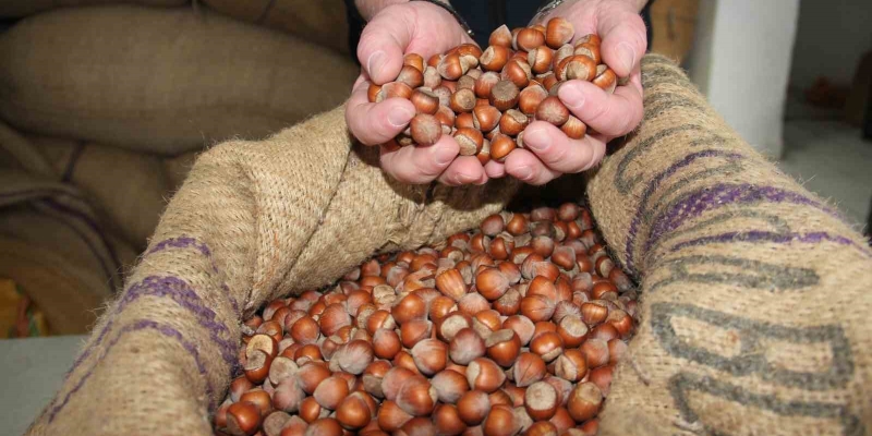 Giresun’da fındık fiyatları haftayı 315 liradan kapattı