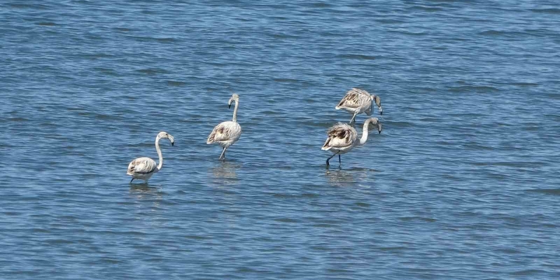 Flamingoların yeni gözdesi: İskele sahili