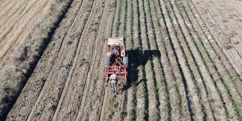 Kastamonu’da patates hasadı sürüyor