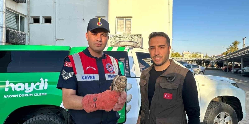 Kilis’te yaralı halde bulunan kerkenez kuşu koruma altına alındı