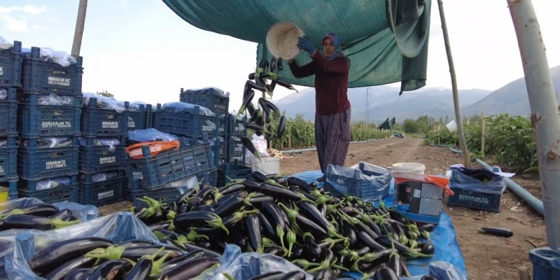 Toplu Sera Bölgesi Erzincan’da 700 kişiye istihdam sağlayacak, ekonomiye yıllık 350 milyon TL’lik katkı sunacak