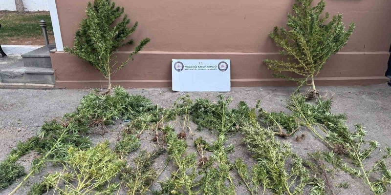 Mardin’de uyuşturucu operasyonu: 3 gözaltı