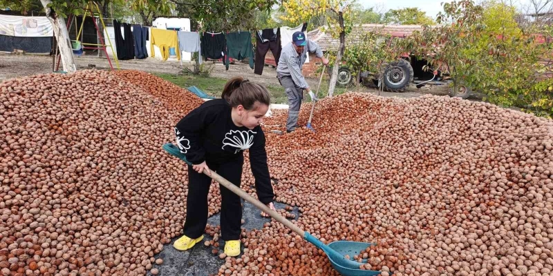 Devletten 49 yıllığına bedelsiz kiralanan arazilerde ceviz bereketi