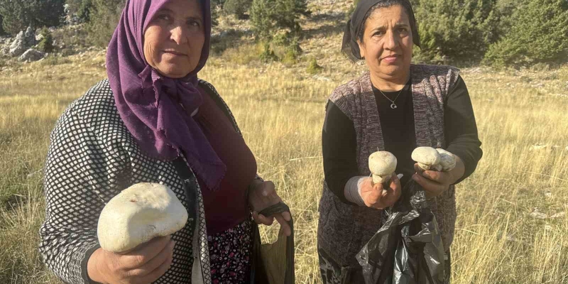 Toros’larda yağmurla birlikte mantar sezonu açıldı