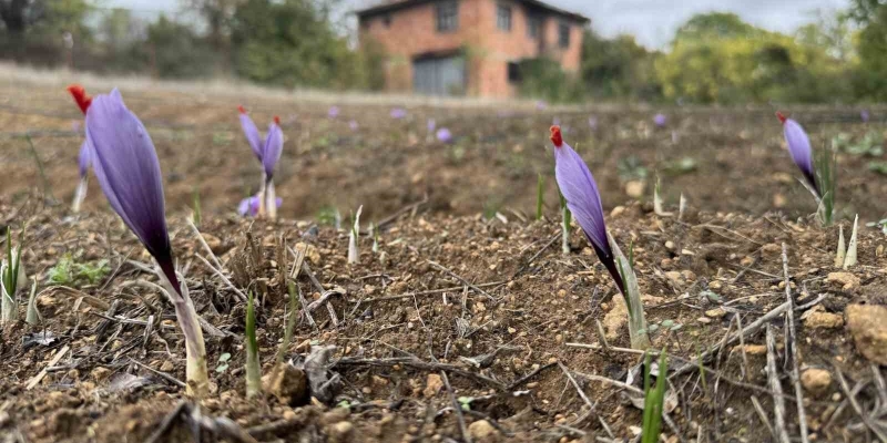 Soğuk hava dünyanın en pahalı baharatında erken çiçek açtırdı