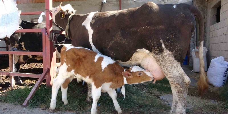 Çalınan buzağı annesine kavuştu