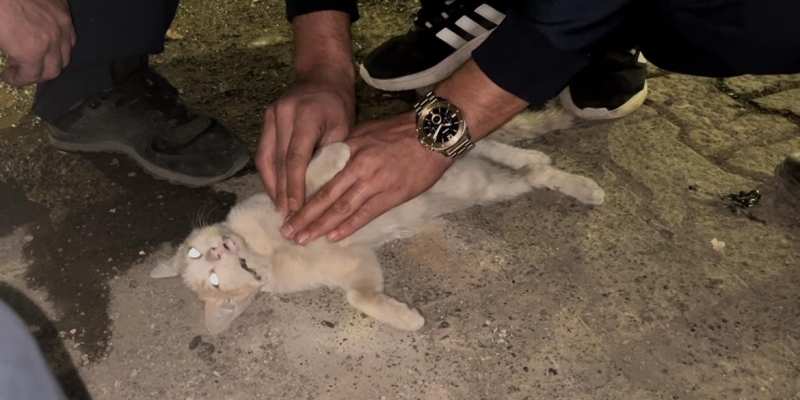 Bingöl’de itfaiye personelinden kediyi kurtarmak için kalp masajı