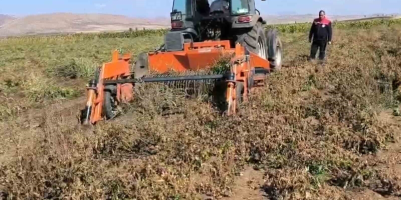 Bayburt’ta beyaz fasulye üretimi 3 bin dekara ulaştı