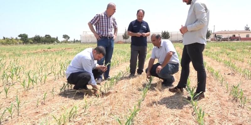 Şanlıurfa’da anız yakılmadan ekilen mısır ve pamukta yüksek verim