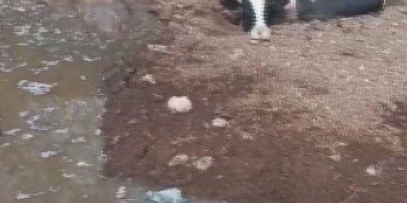 Balçığa saplanan 3 inek zorlu çalışmayla kurtarıldı