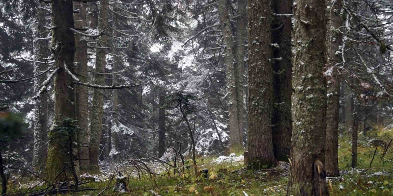 Ilgaz Dağı’nda kar yağışı etkili oldu: Ortaya mest eden görüntüler çıktı