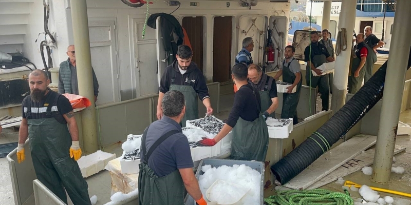 Karadeniz’den kasalarca hamsi çıktı