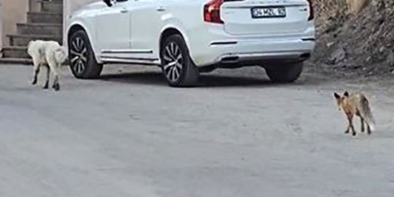 Köpeğin peşine takılan tilki kamerada