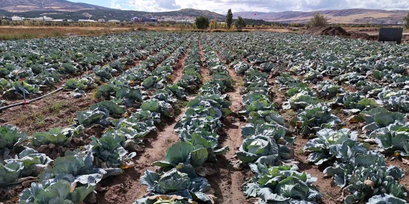 İklim değişikliği dev lahanaları vurdu, çiftçiler büyük hayal kırıklığına uğradı