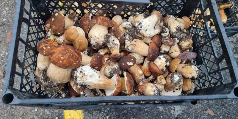 Sinop’tan Avrupa’ya mantar ihracatı