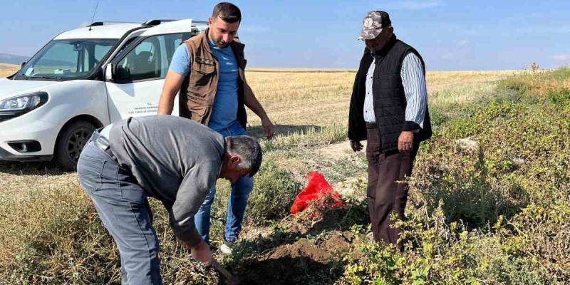 Patates hasadı öncesi inceleme yapıldı