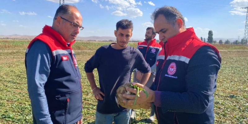 Bayburt’ta şeker pancarı sökümü başladı