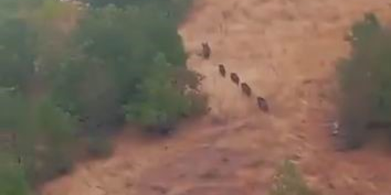Aç kalan domuz sürüsü yerleşim yerine indi