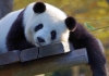 Belçika'da Hüzün Var! 5 Pandadan Üçü Ülkeleri Çin'e Dönmeye Hazırlanıyor! 