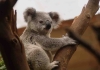 Hayat Akıp Gidiyor Aceleye Ne Gerek Var? Koalalar Yavaş Hayatın Tadını Çıkarıyorlar! 