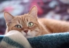 Kedinizin Nefret Ettiği 3 Şey Nedir? 