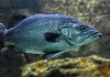 Denizin Altındaki Gürültülü Dünya! Balıklar Nasıl İletişim Kuruyor?