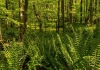 Küresel Isınma Nedeniyle Avrupa'da Ormanların 3'te 1'i Yok Olma Tehlikesi Altında!